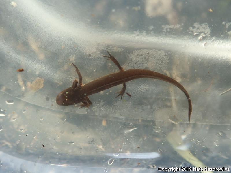 Peninsula Newt (Notophthalmus viridescens piaropicola)