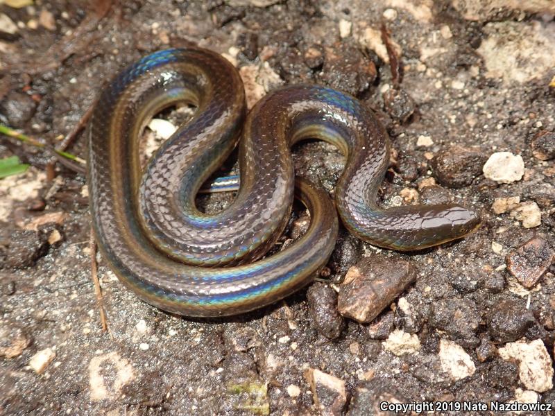 Striped Crayfish Snake (Regina alleni)