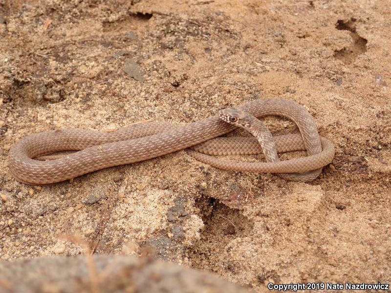 Eastern Coachwhip (Coluber flagellum flagellum)