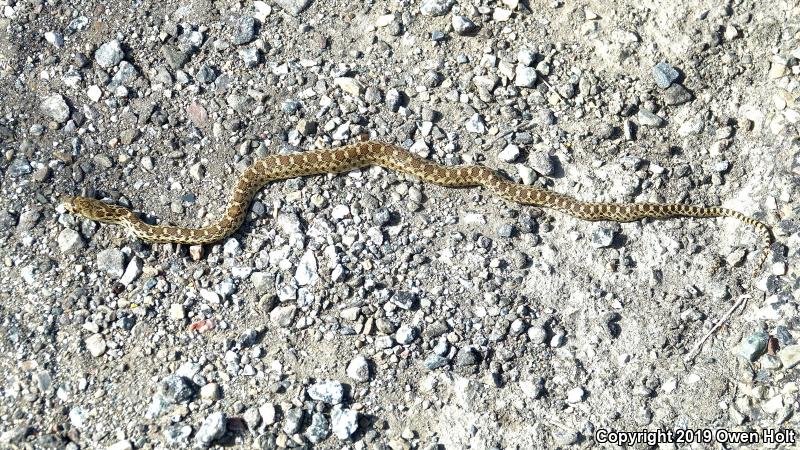 Pacific Gopher Snake (Pituophis catenifer catenifer)