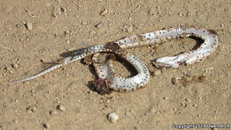 Pacific Gopher Snake (Pituophis catenifer catenifer)