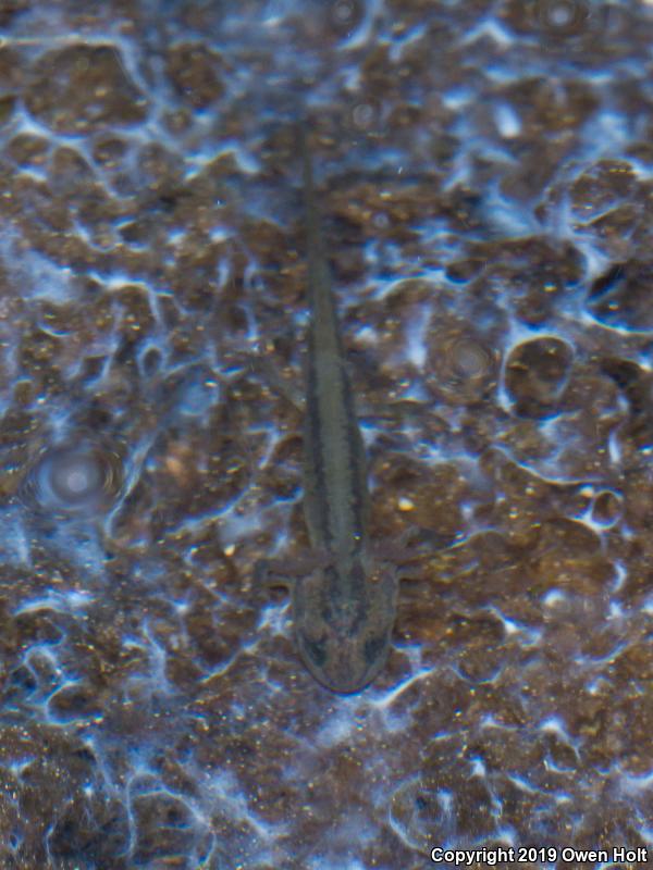 Coast Range Newt (Taricha torosa torosa)