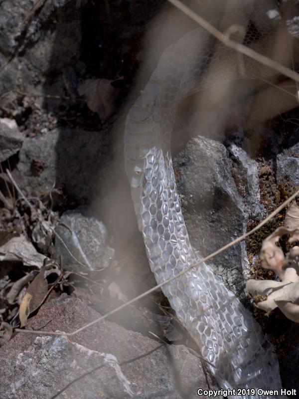 California Kingsnake (Lampropeltis getula californiae)