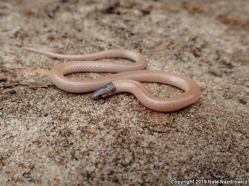 Central Florida Crowned Snake (Tantilla relicta neilli)