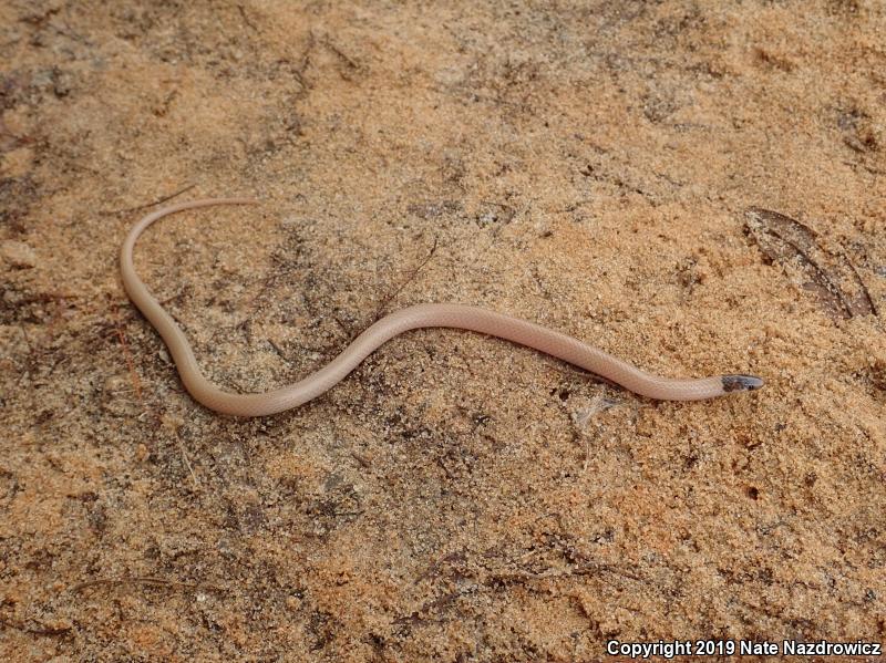 Central Florida Crowned Snake (Tantilla relicta neilli)