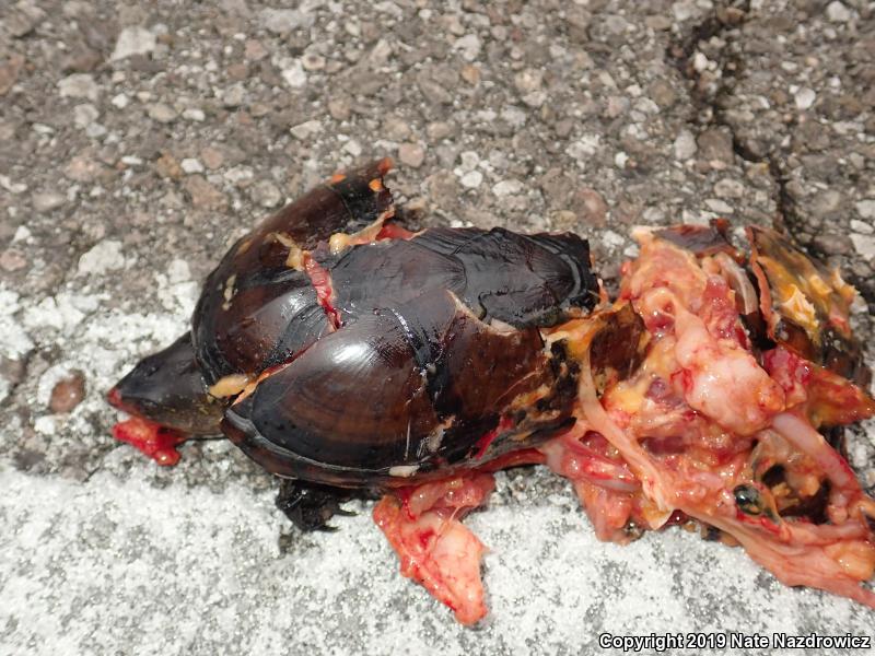 Florida Mud Turtle (Kinosternon subrubrum steindachneri)