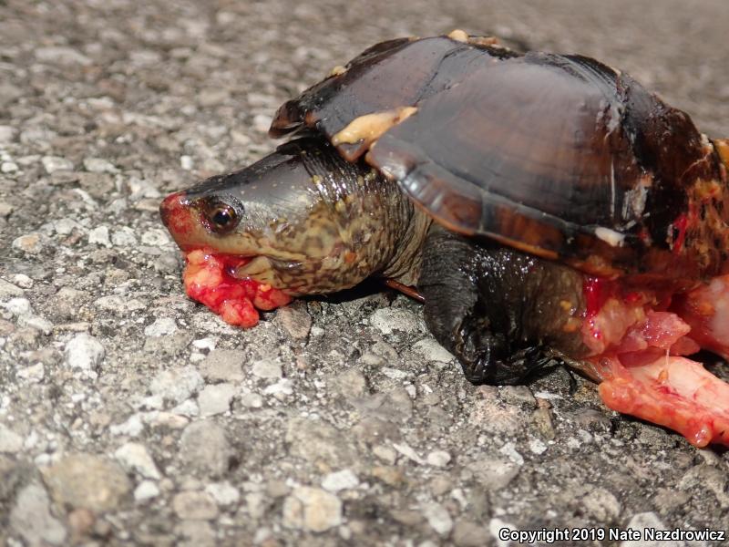 Florida Mud Turtle (Kinosternon subrubrum steindachneri)