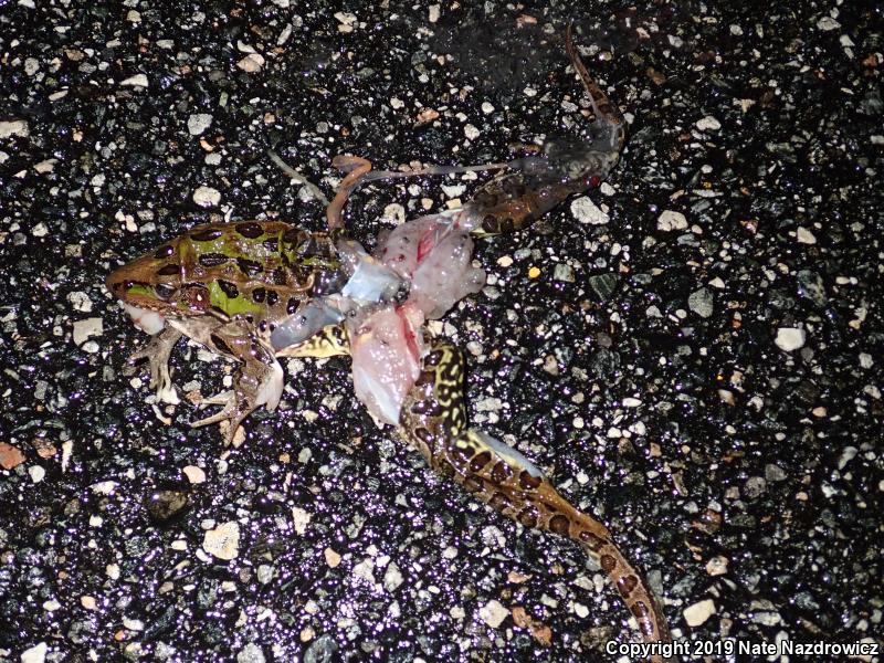 Florida Leopard Frog (Lithobates sphenocephalus sphenocephalus)