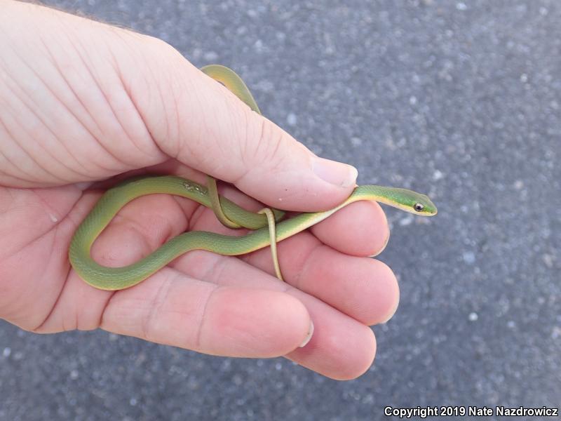 Florida Rough Greensnake (Opheodrys aestivus carinatus)