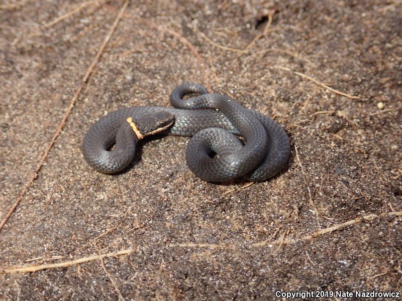 Southern Ring-necked Snake (Diadophis punctatus punctatus)