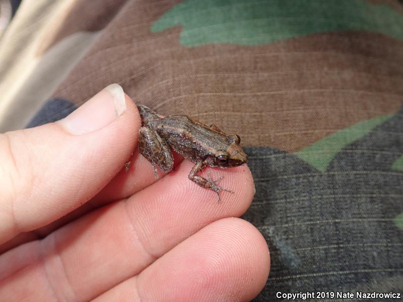 Greenhouse Frog (Eleutherodactylus planirostris)