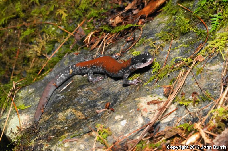 Yonahlossee Salamander (Plethodon yonahlossee)