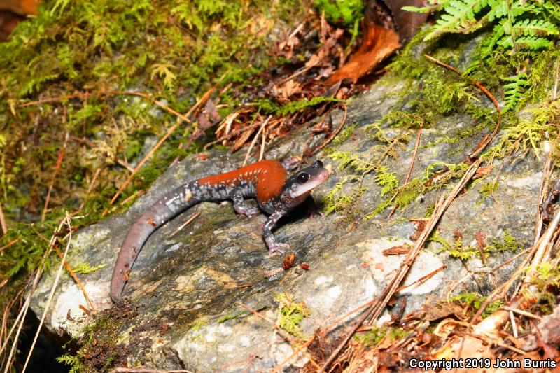 Yonahlossee Salamander (Plethodon yonahlossee)