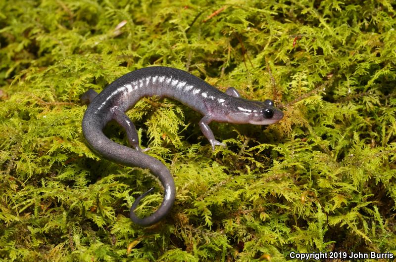 Northern Gray-cheeked Salamander (Plethodon montanus)