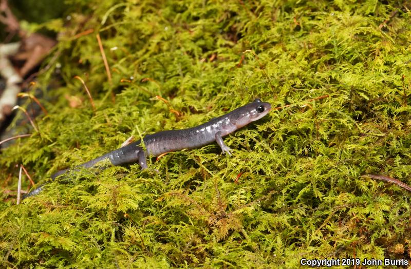 Northern Gray-cheeked Salamander (Plethodon montanus)