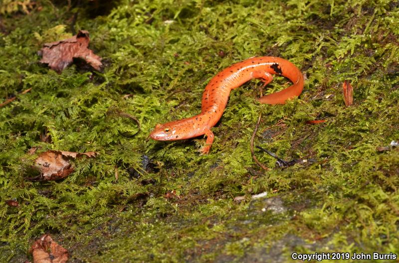 Blue Ridge Spring Salamander (Gyrinophilus porphyriticus danielsi)