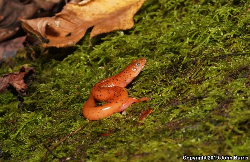 Blue Ridge Spring Salamander (Gyrinophilus porphyriticus danielsi)