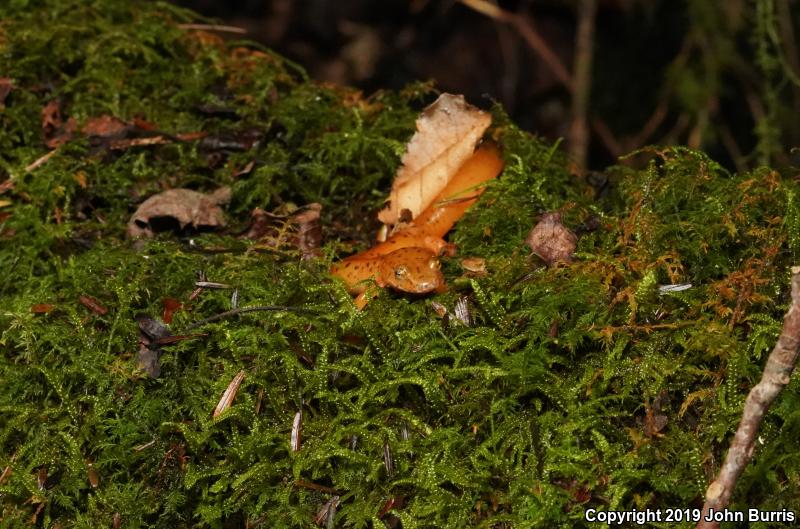 Blue Ridge Spring Salamander (Gyrinophilus porphyriticus danielsi)