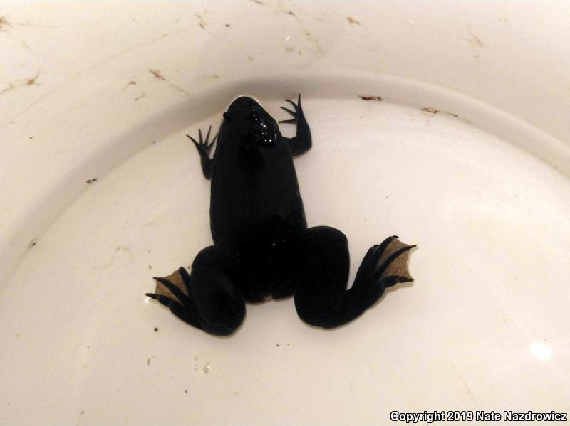 African Clawed Frog (Xenopus laevis)