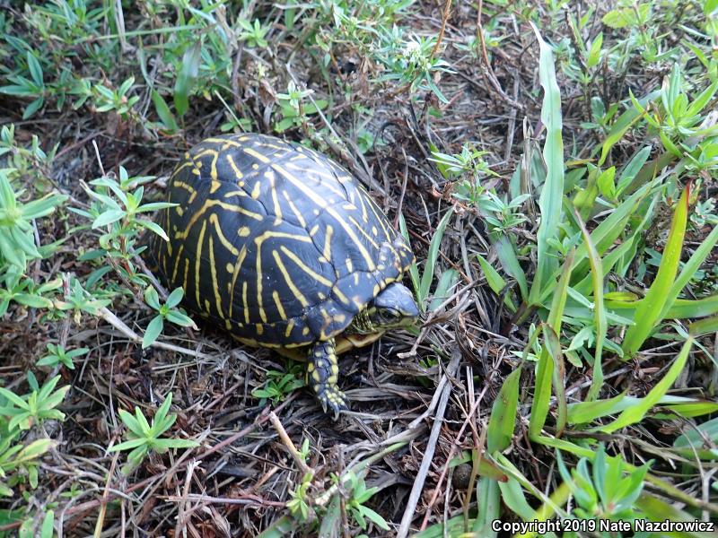 Florida Box Turtle (Terrapene carolina bauri)