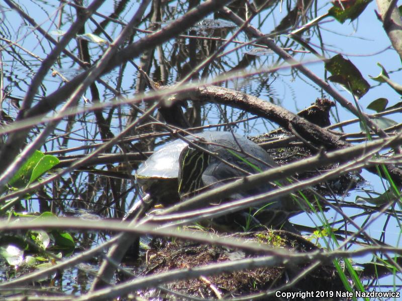 Peninsula Cooter (Pseudemys peninsularis)