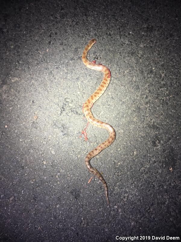 Mole Kingsnake (Lampropeltis calligaster rhombomaculata)