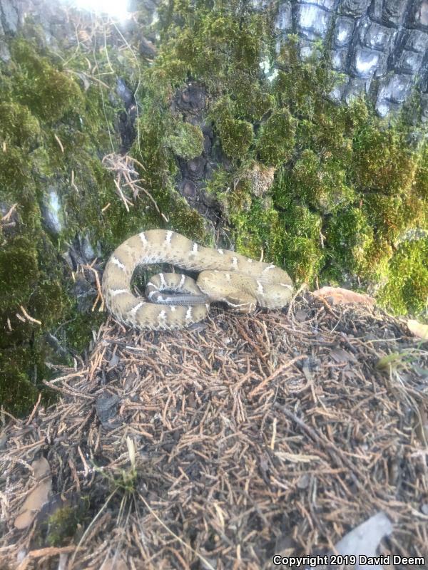 Arizona Ridge-nosed Rattlesnake (Crotalus willardi willardi)