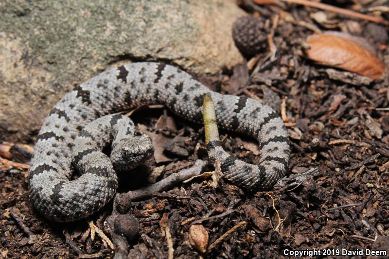 Banded Rock Rattlesnake (Crotalus lepidus klauberi)