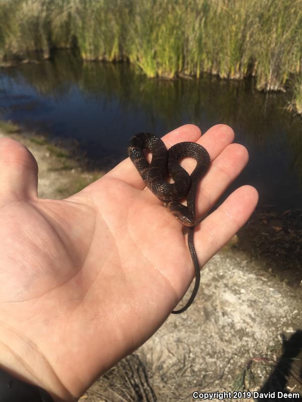 Banded Watersnake (Nerodia fasciata fasciata)