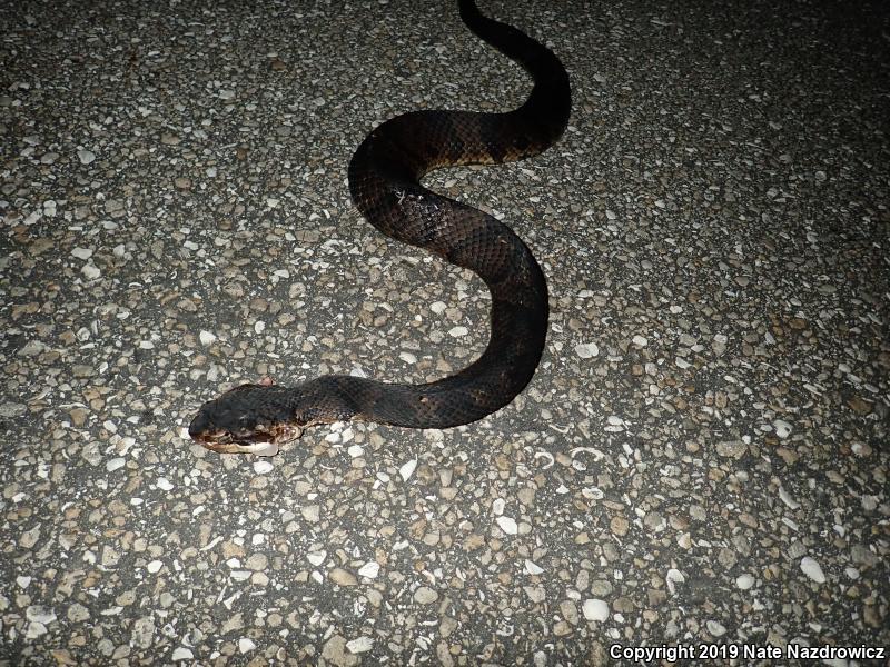 Florida Cottonmouth (Agkistrodon piscivorus conanti)