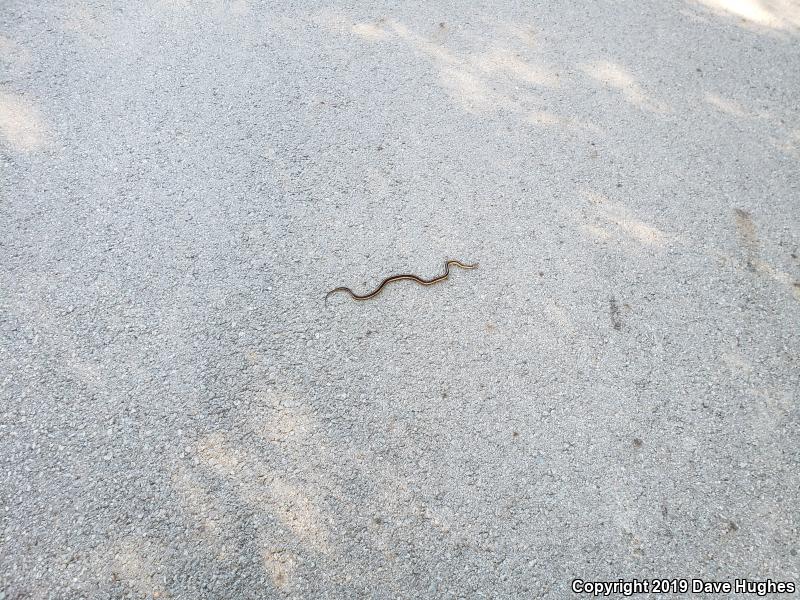 Eastern Gartersnake (Thamnophis sirtalis sirtalis)