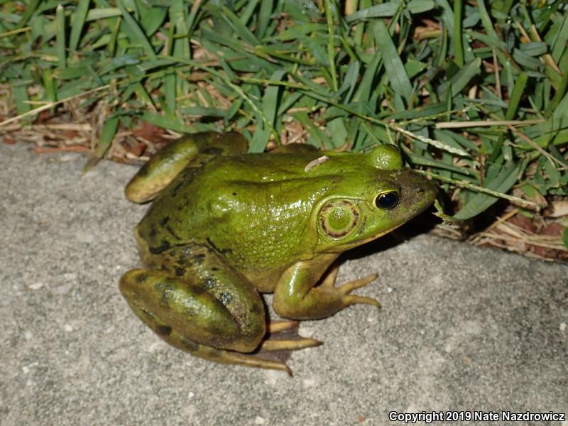 Pig Frog (Lithobates grylio)