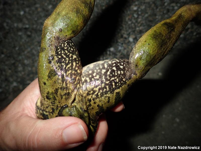 Pig Frog (Lithobates grylio)