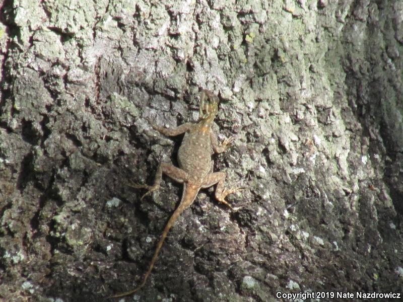 African Rainbow Lizard (Agama agama)