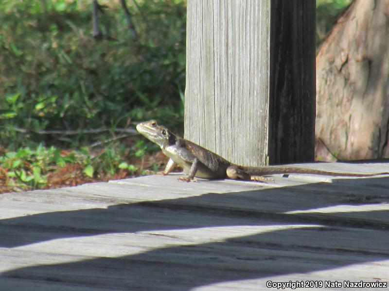 African Rainbow Lizard (Agama agama)