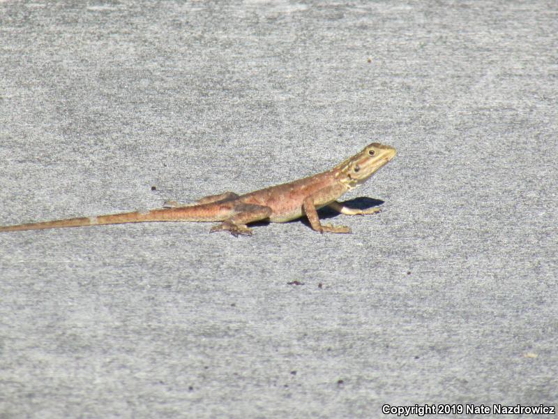 African Rainbow Lizard (Agama agama)