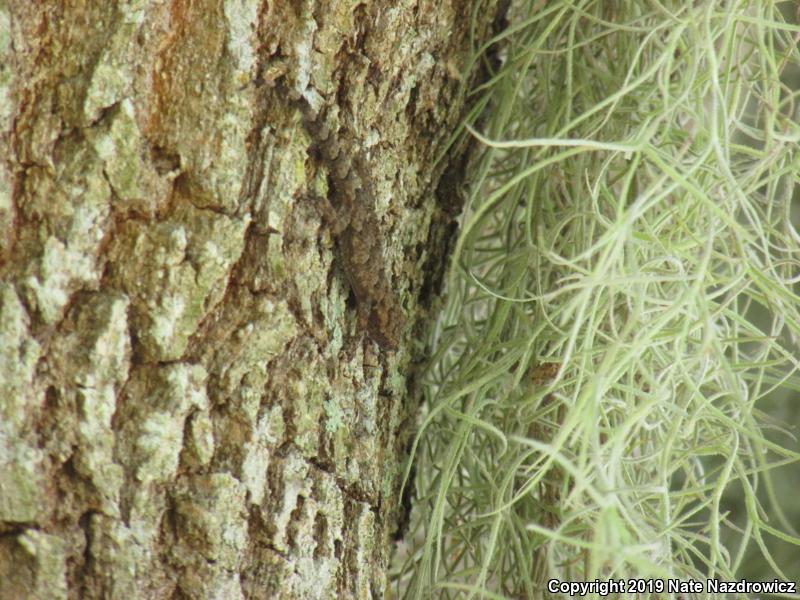 Wood Slave (Hemidactylus mabouia)