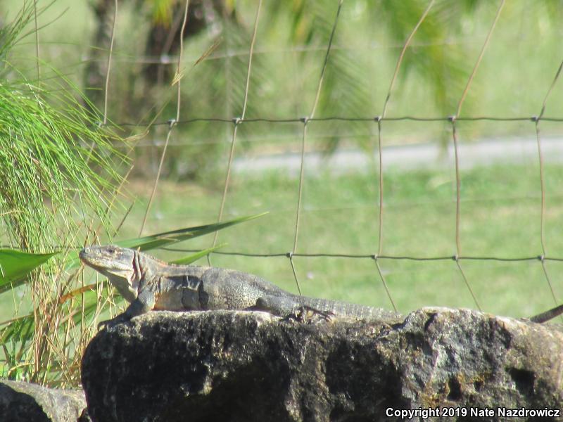 Gray's Spiny-tailed Iguana (Ctenosaura similis)