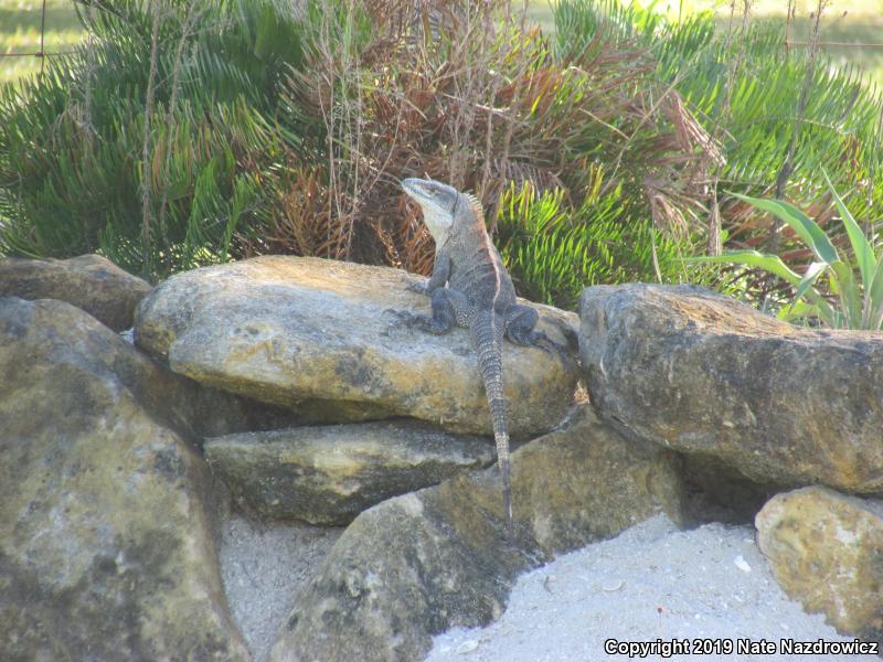 Gray's Spiny-tailed Iguana (Ctenosaura similis)