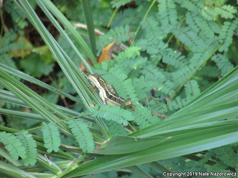 Brown Basilisk (Basiliscus vittatus)