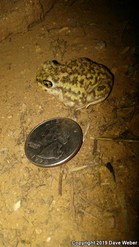 Couch's Spadefoot (Scaphiopus couchii)