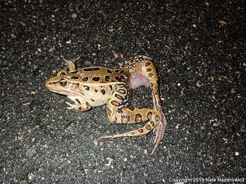 Florida Leopard Frog (Lithobates sphenocephalus sphenocephalus)