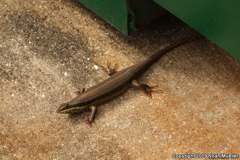 Brown Mabuya (Mabuya multifasciata)