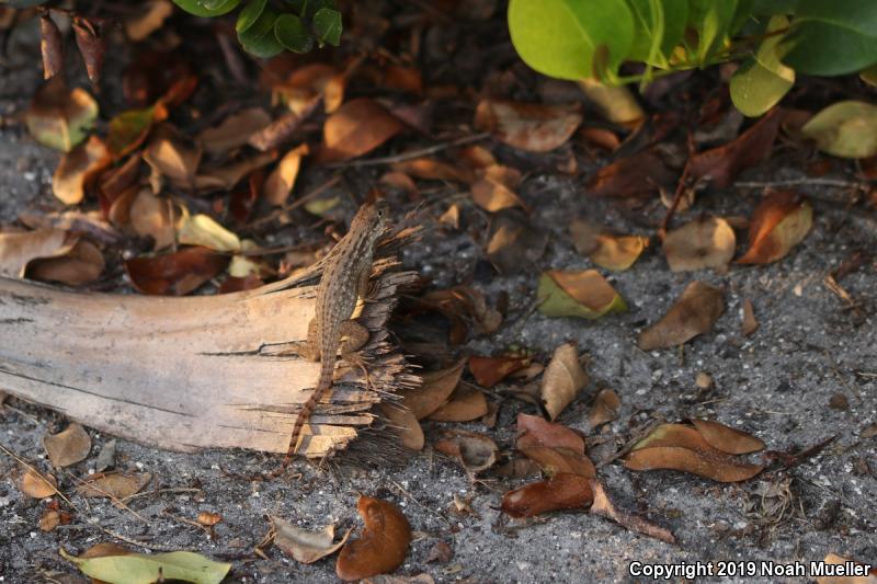 Northern Curly-tailed Lizard (Leiocephalus carinatus)