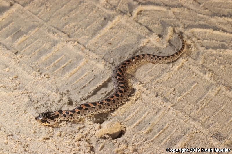 Southern Hog-nosed Snake (Heterodon simus)