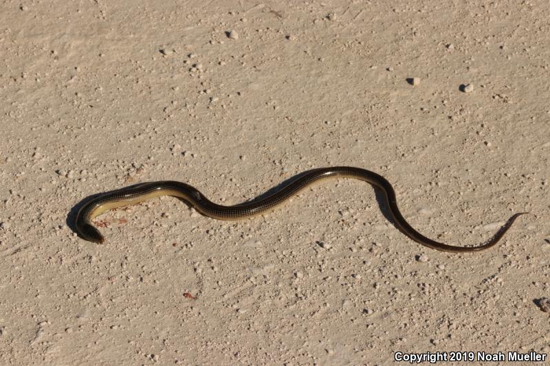 Eastern Glass Lizard (Ophisaurus ventralis)