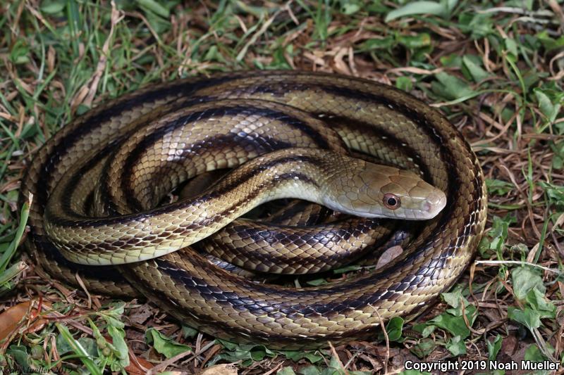 Yellow Ratsnake (Pantherophis obsoletus quadrivittatus)