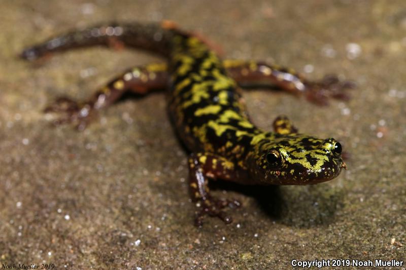 Green Salamander (Aneides aeneus)