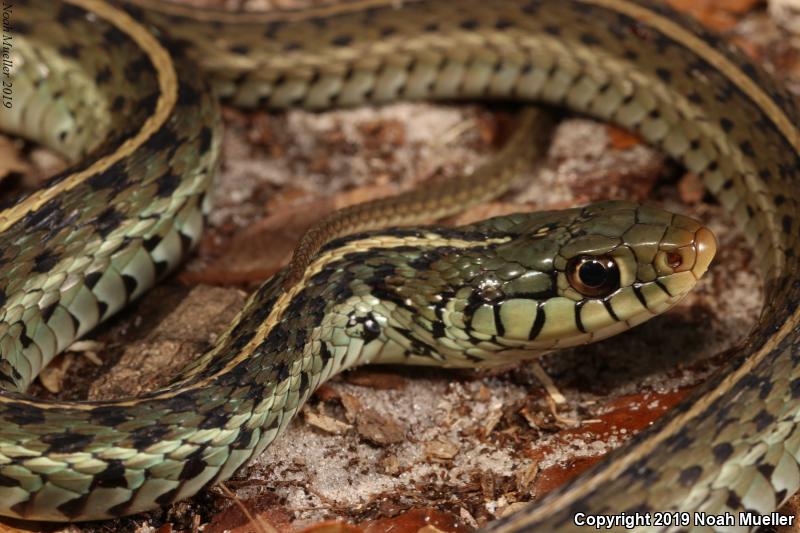 Eastern Gartersnake (Thamnophis sirtalis sirtalis)