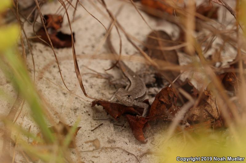 Florida Scrub Lizard (Sceloporus woodi)